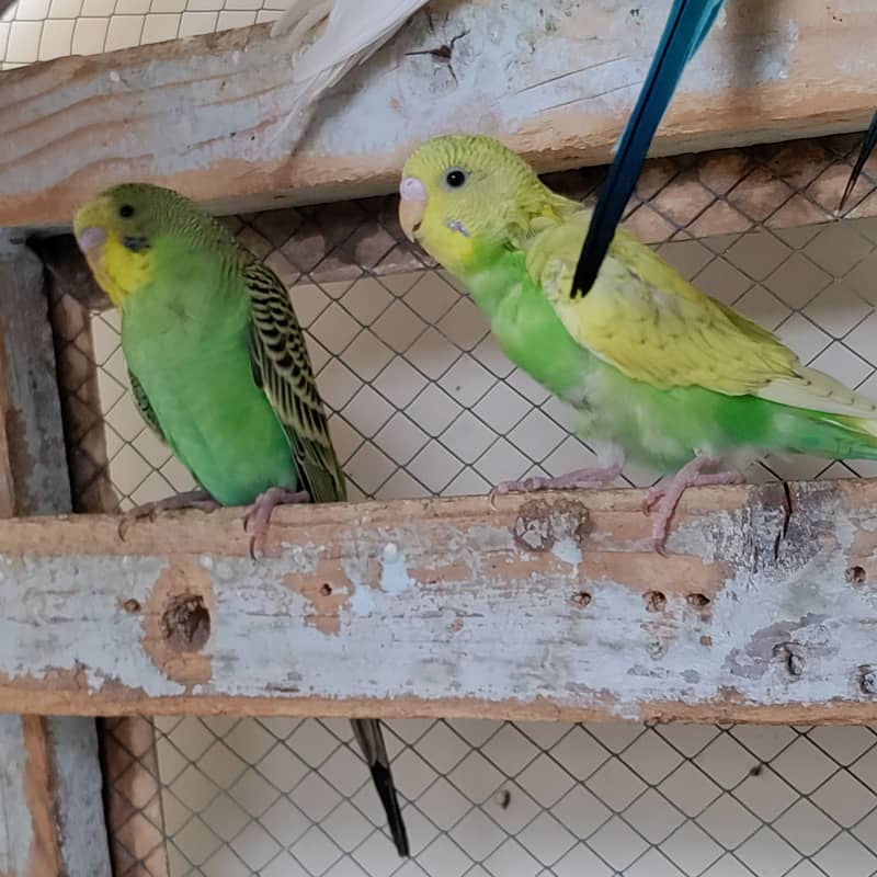 16 Budgies with portable colony cage 4