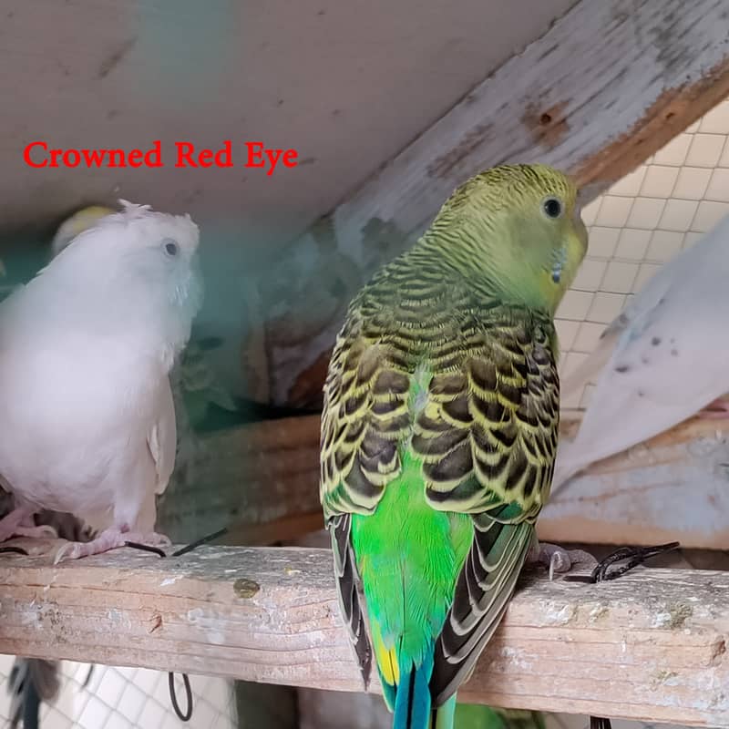 16 Budgies with portable colony cage 8