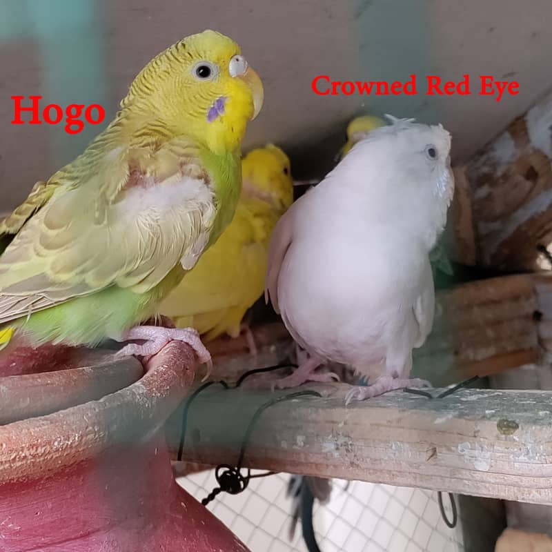 16 Budgies with portable colony cage 9