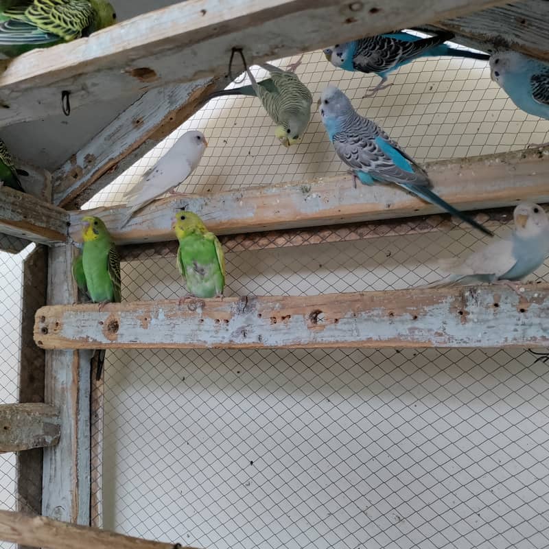 16 Budgies with portable colony cage 10