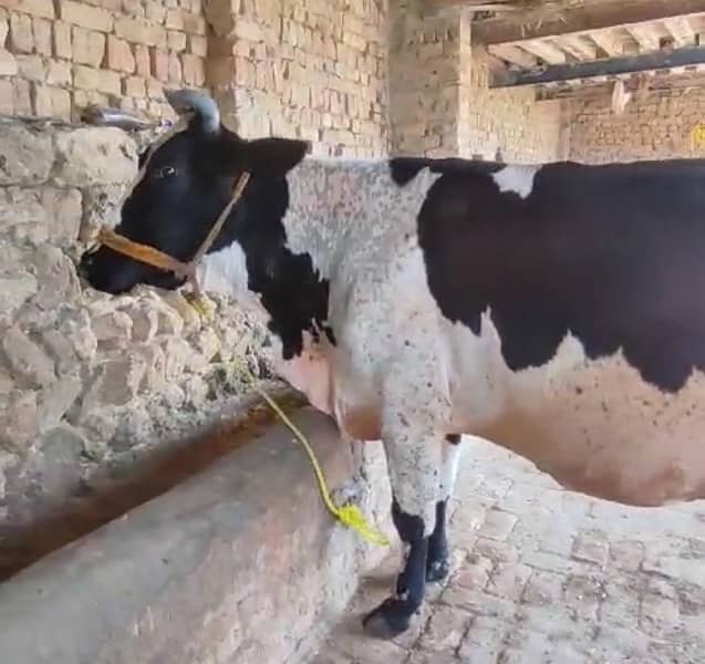 cow 4 0