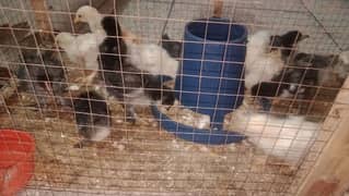 bentum chicks