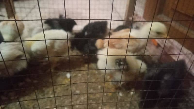 bentum chicks 4