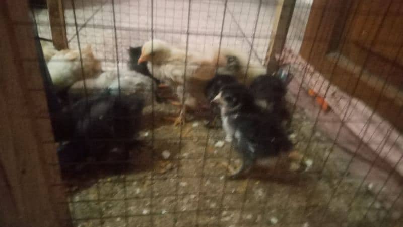 bentum chicks 5