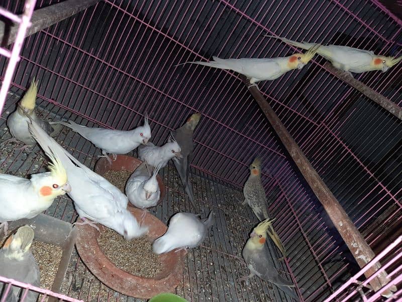 breeder pairs of cocktails and love birds 8