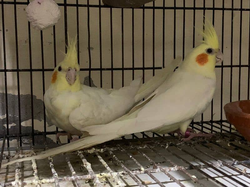 breeder pairs of cocktails and love birds 10