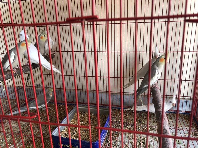 breeder pairs of cocktails and love birds 11