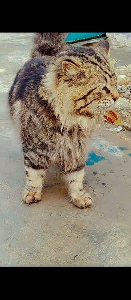 Cat persian 4