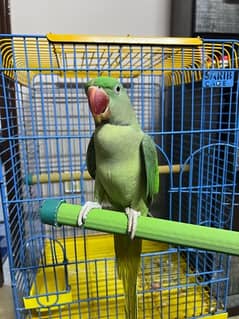 talking parrot hand tame age 2 years