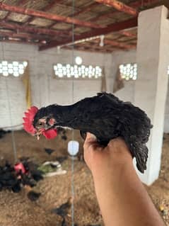 australorp hen pair age 2 month