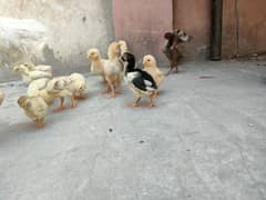 THAI VEIT chicks available