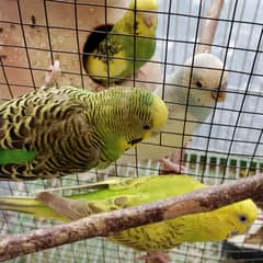 2 pair budgies with chick/eggs+cage 2 portion