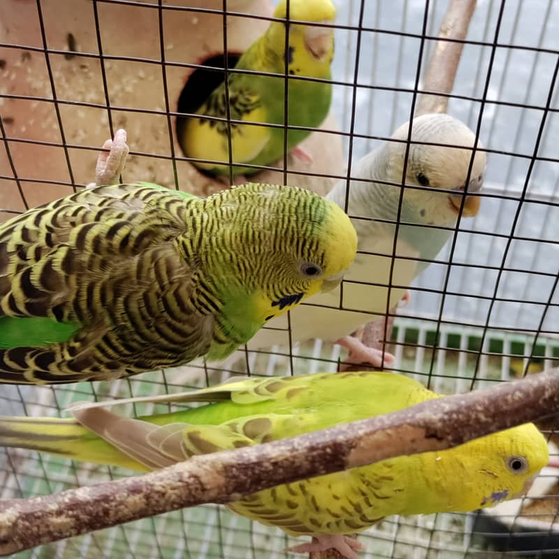 2 pair budgies with chick/eggs+cage 2 portion 0