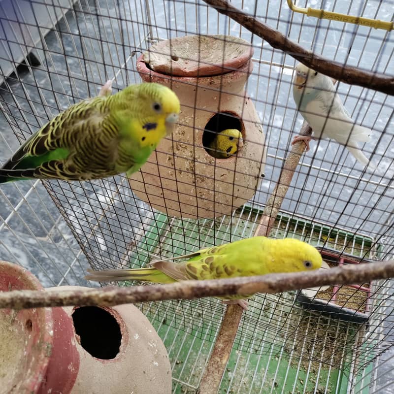 2 pair budgies with chick/eggs+cage 2 portion 2