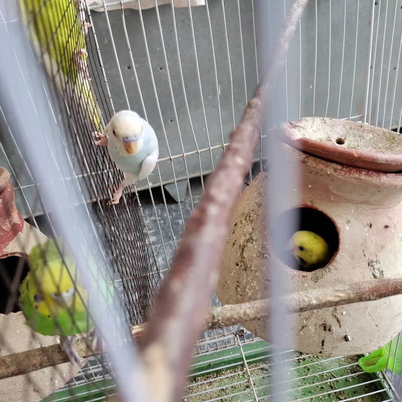 2 pair budgies with chick/eggs+cage 2 portion 3