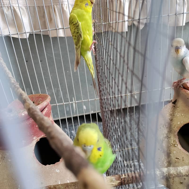 2 pair budgies with chick/eggs+cage 2 portion 4