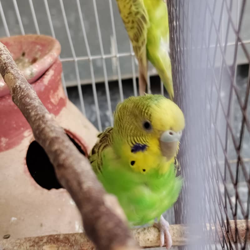 2 pair budgies with chick/eggs+cage 2 portion 5