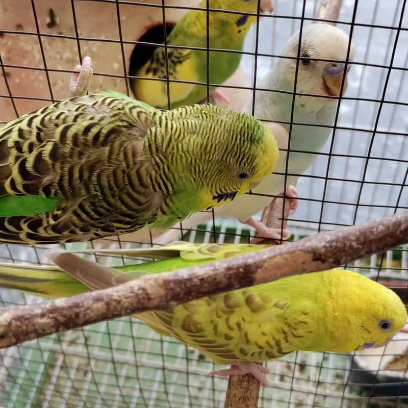 2 pair budgies with chick/eggs+cage 2 portion 6