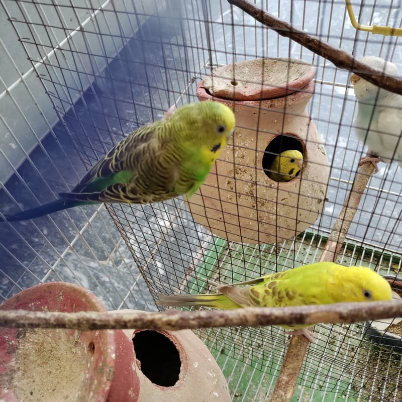 2 pair budgies with chick/eggs+cage 2 portion 7