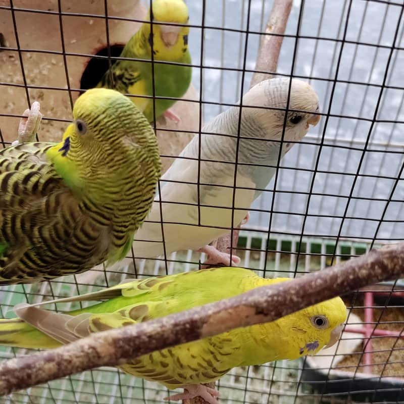 2 pair budgies with chick/eggs+cage 2 portion 8