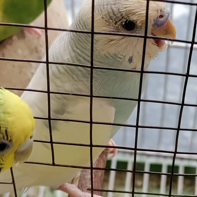 2 pair budgies with chick/eggs+cage 2 portion 9
