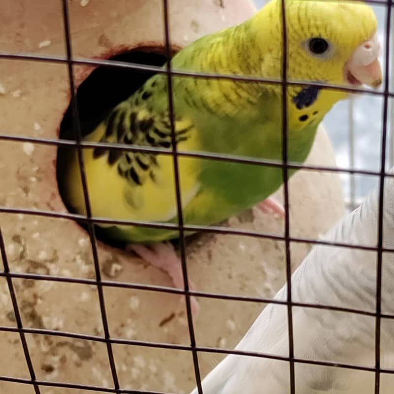 2 pair budgies with chick/eggs+cage 2 portion 10
