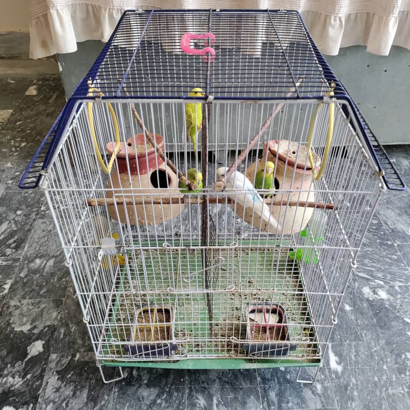 2 pair budgies with chick/eggs+cage 2 portion 12