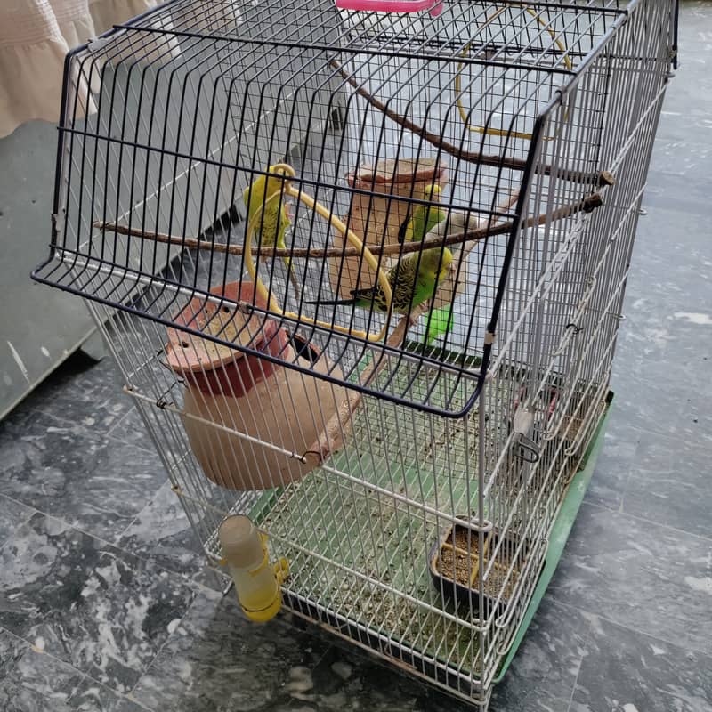 2 pair budgies with chick/eggs+cage 2 portion 13