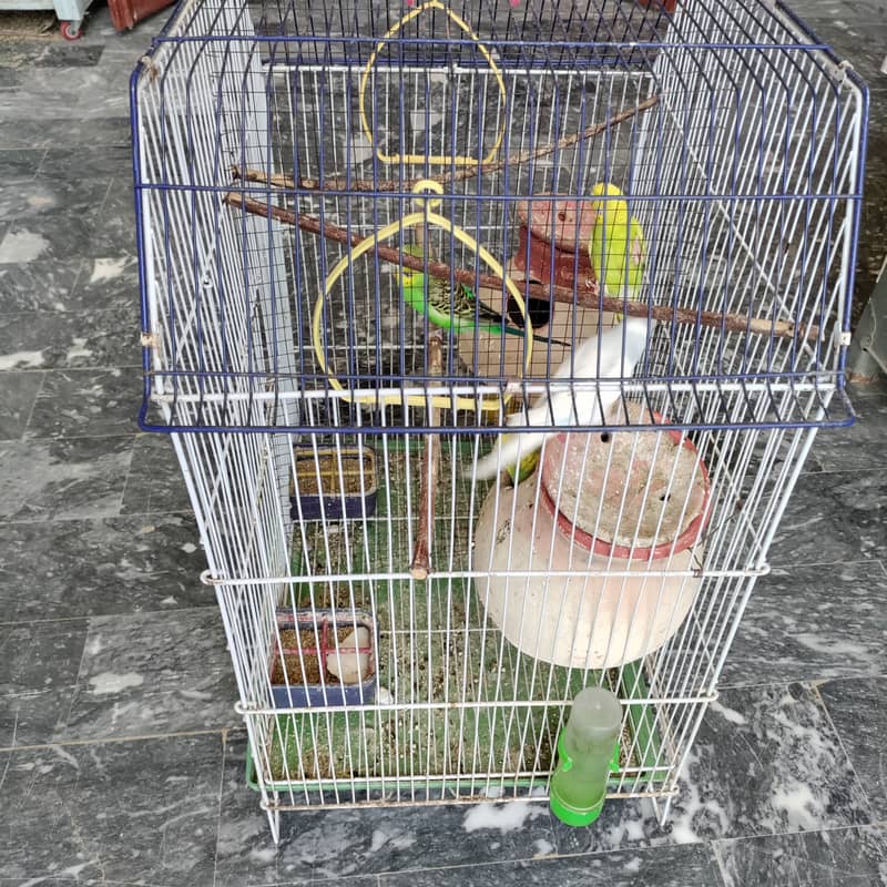 2 pair budgies with chick/eggs+cage 2 portion 14