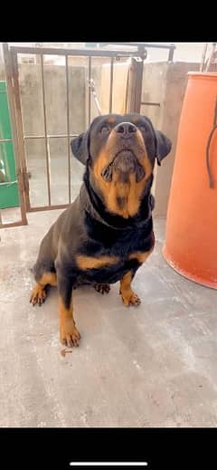 rottweiler female age 26 month 0% aggressive
