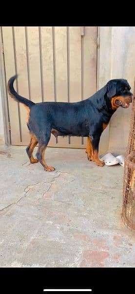 rottweiler female age 26 month 0% aggressive 1