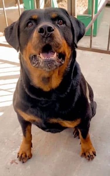 rottweiler female age 26 month 0% aggressive 2