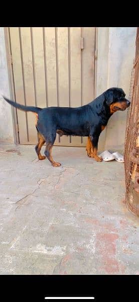 rottweiler female age 26 month 0% aggressive 3