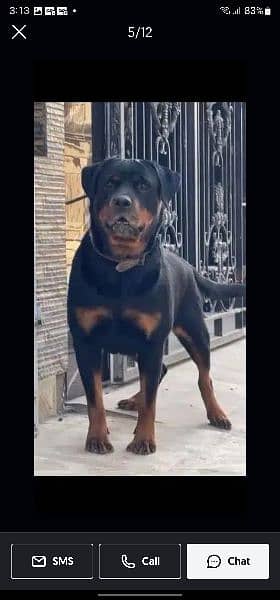 rottweiler female age 26 month 0% aggressive 4
