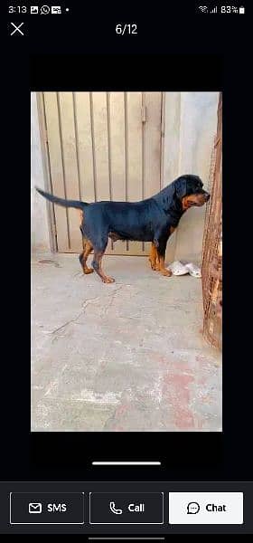 rottweiler female age 26 month 0% aggressive 5