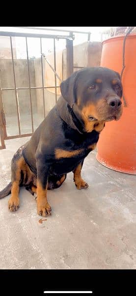 rottweiler female age 26 month 0% aggressive 6