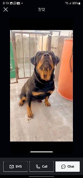 rottweiler female age 26 month 0% aggressive 7