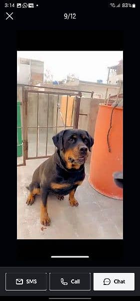 rottweiler female age 26 month 0% aggressive 8