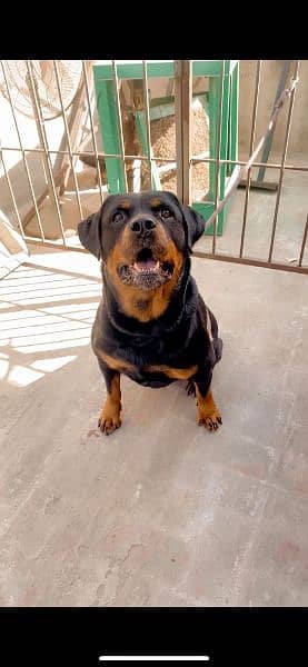 rottweiler female age 26 month 0% aggressive 9