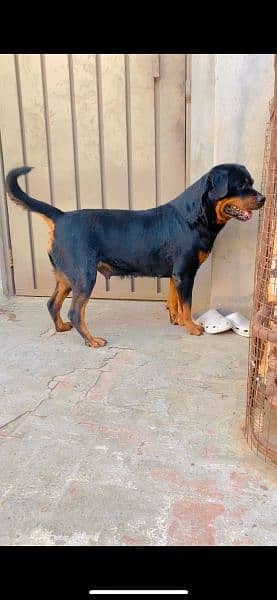 rottweiler female age 26 month 0% aggressive 10
