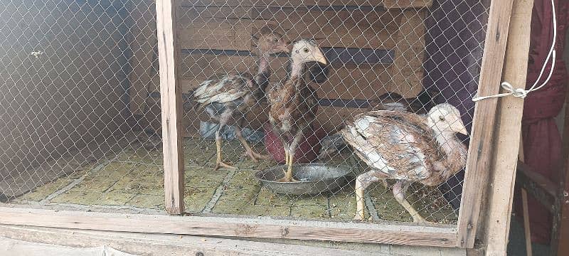 aseel Chicks for sale 3