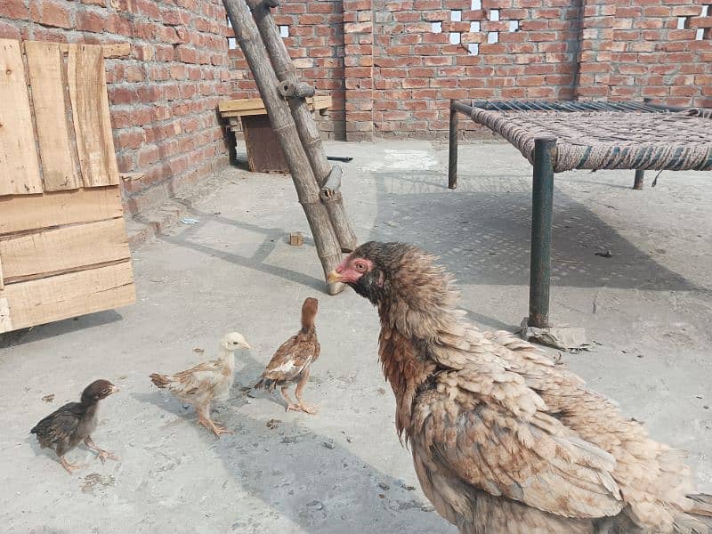 aseel Chicks for sale 7