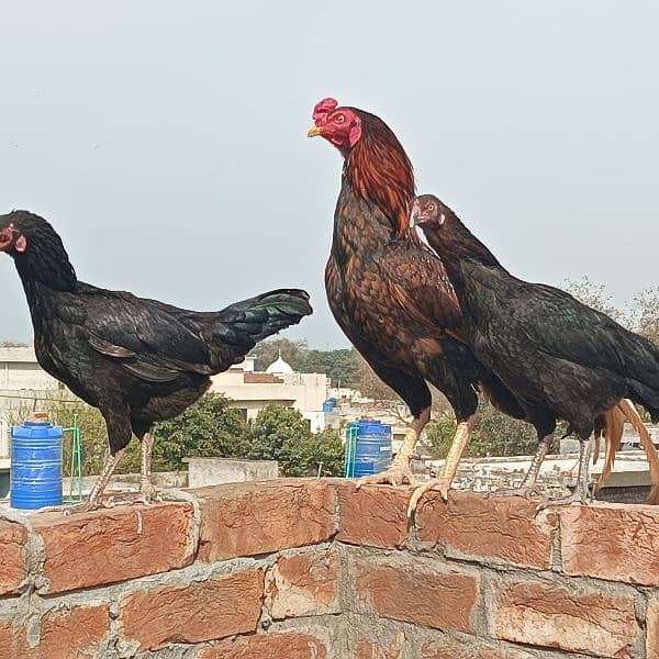aseel Chicks for sale 8