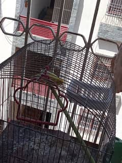 CANARY MALE SINGING 0