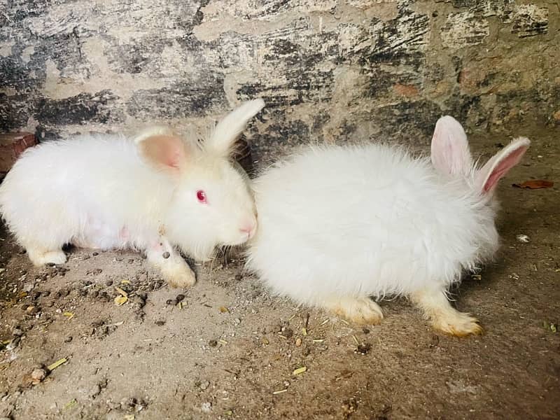 Angora rabbits pair 2