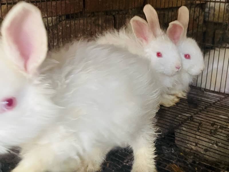 Angora rabbits pair 6