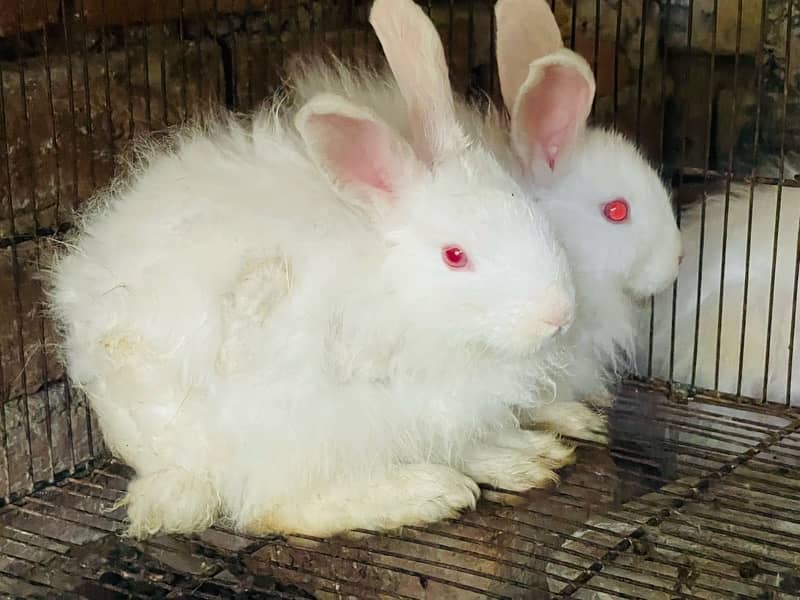 Angora rabbits pair 7