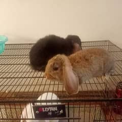 Holand lop bunnies Male/Female Full Pair Price Discounted