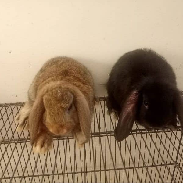 Holand lop bunnies Male/Female Full Pair Price Discounted 1