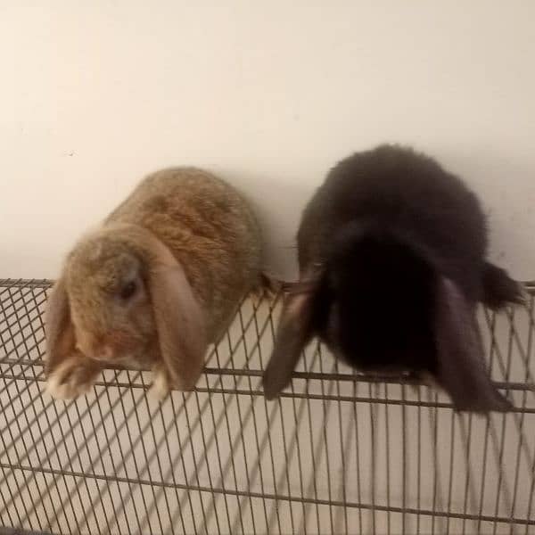 Holand lop bunnies Male/Female Full Pair Price Discounted 2
